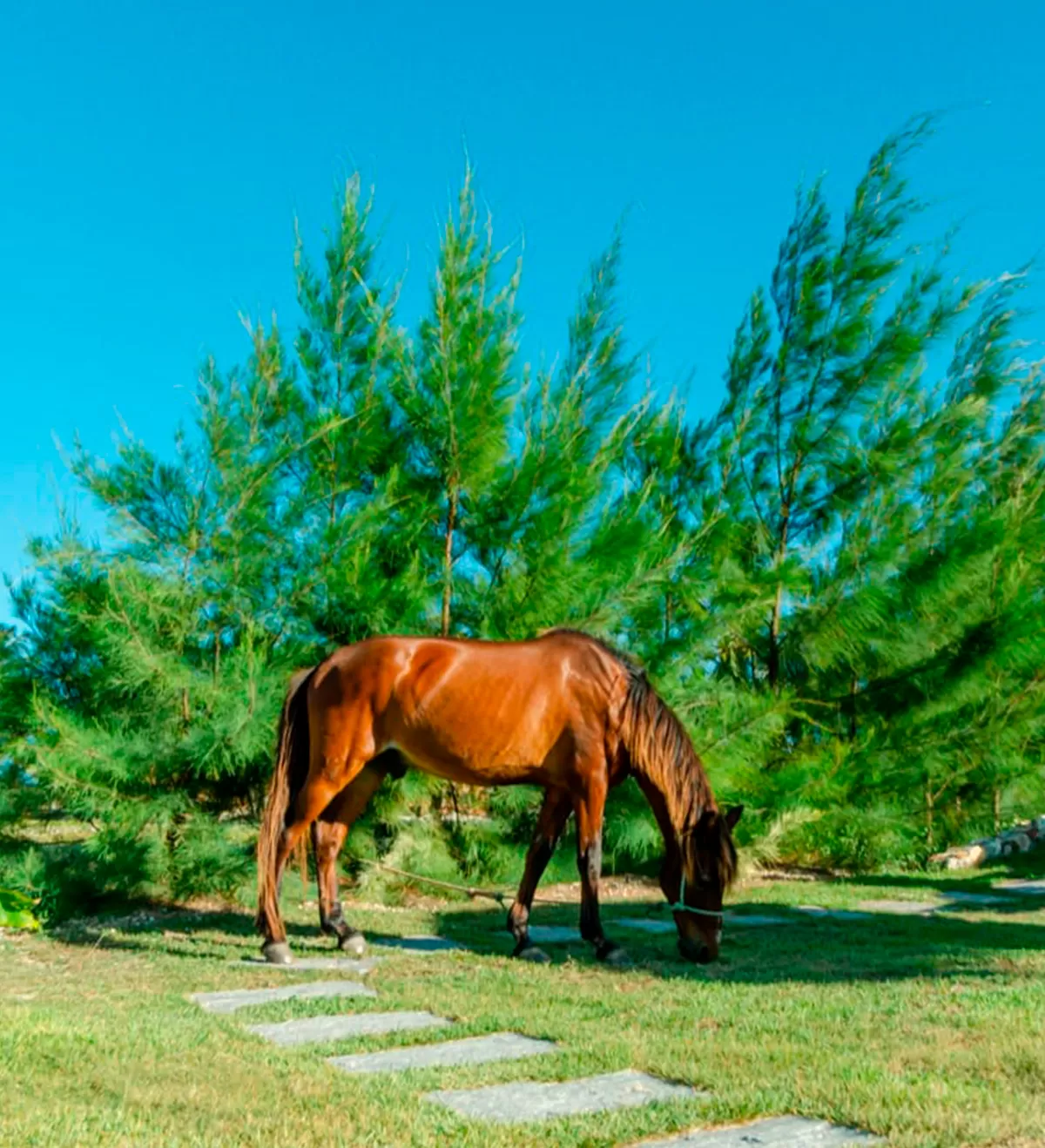 Alimentando os animais/Passeio de Cavalo